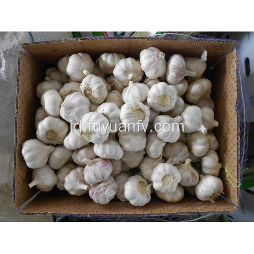 bawang putih putih normal